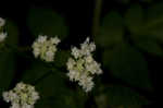 Sweet cicely <BR>Anise-root <BR>longstyle sweetroot